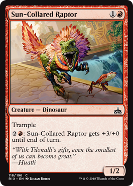 1-Suncollaredraptor